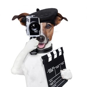 Video Marketing with humor Dog Director