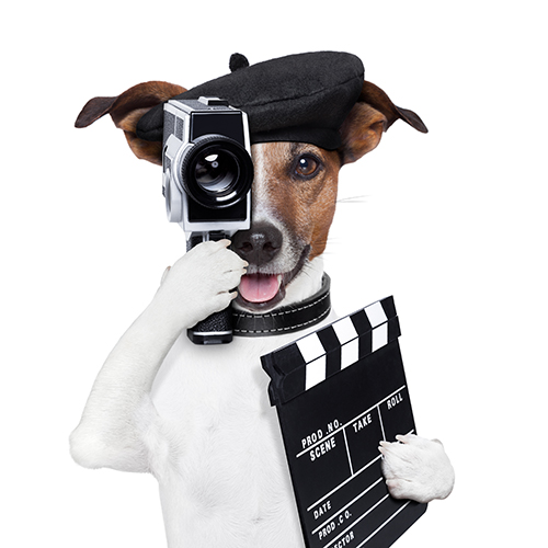 Video Marketing with humor Dog Director