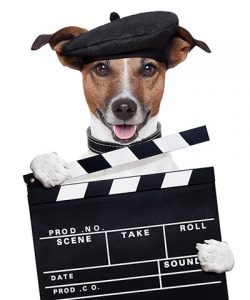 south florida video production company clapper dog