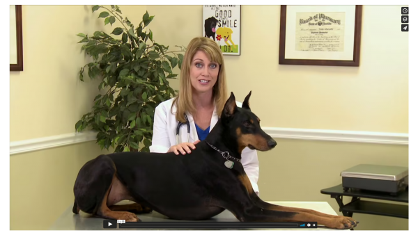 1-800-PetMeds Website Marketing Video