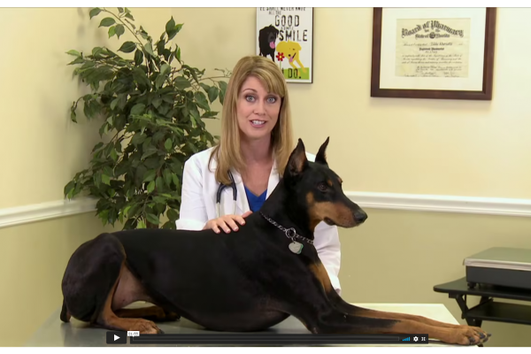 1-800-PetMeds Website Marketing Video