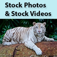 Stock photos and stock videos for video editing companies services
